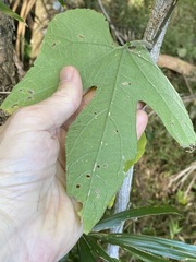 Trichosanthes subvelutina