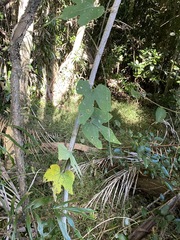 Trichosanthes subvelutina