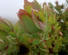 Leucadendron tinctum