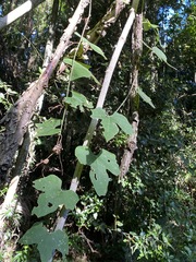 Trichosanthes subvelutina
