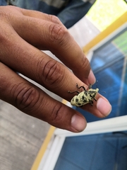 Ileomus distinguendus