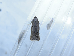 Phaeosaces apocrypta