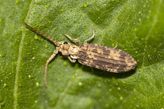 Prolixocupes lobiceps