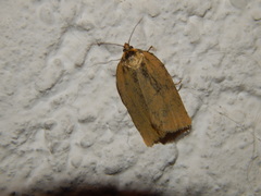 Aphelia viburnana