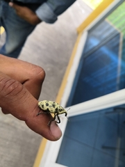 Ileomus distinguendus