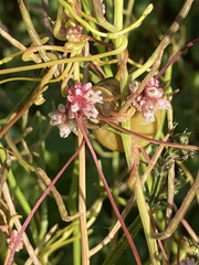 Cuscuta europaea