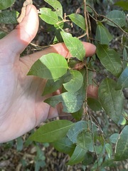 Cleistanthus cunninghamii