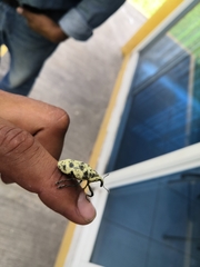 Ileomus distinguendus