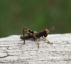 Melanoplus punctulatus