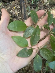 Cleistanthus cunninghamii