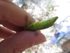 Anolis smaragdinus