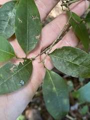 Cleistanthus cunninghamii