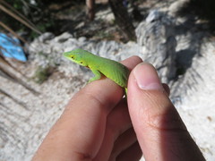 Anolis smaragdinus