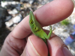 Anolis smaragdinus