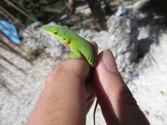 Anolis smaragdinus