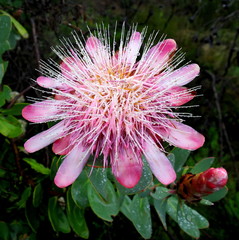 Protea punctata