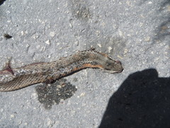 Cubophis vudii picticeps
