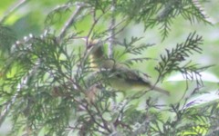 Piranga olivacea