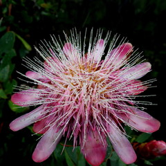 Protea punctata