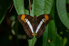 Adelpha serpa