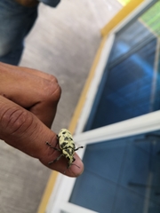 Ileomus distinguendus