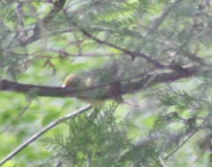 Piranga olivacea