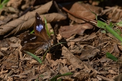 Cybdelis phaesyla