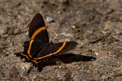 Ancyluris aulestes pandama