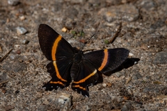 Ancyluris aulestes pandama