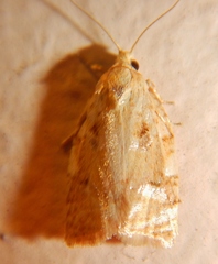 Archips negundana
