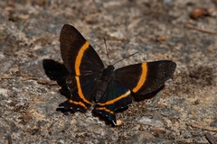 Ancyluris aulestes pandama