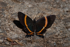 Ancyluris aulestes pandama