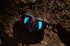 Diaethria eluina