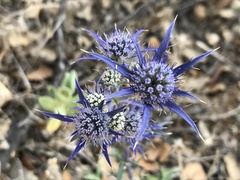 Eryngium dilatatum