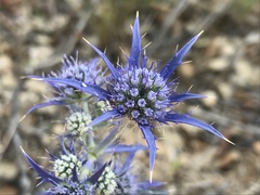Eryngium dilatatum