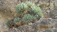 Agave macroacantha