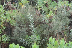 Stirtonanthus taylorianus