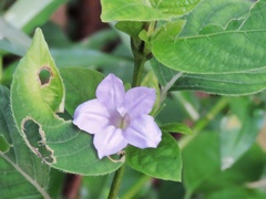 Ruellia prostrata