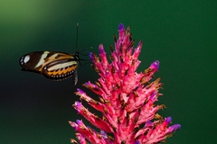 Heliconius ethilla narcaea