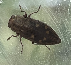 Chrysobothris viridiceps