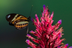 Heliconius ethilla narcaea