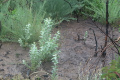 Stirtonanthus taylorianus