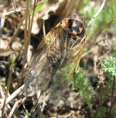 Cicadatra hyalina