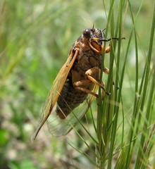 Cicadatra hyalina