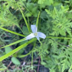 Rhynchospora latifolia