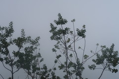 Stirtonanthus taylorianus