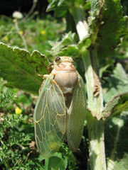 Cicadatra persica