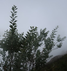 Stirtonanthus taylorianus