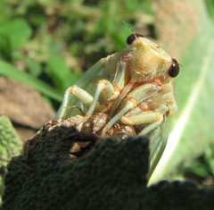 Cicadatra persica