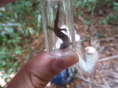 Sphaerodactylus notatus amaurus